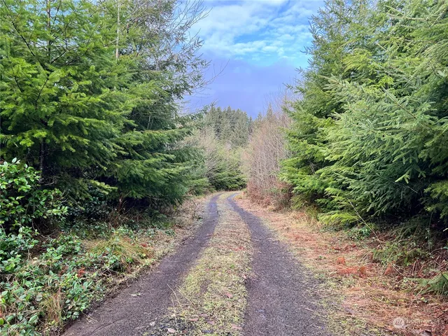 a view of a yard with plants and a building