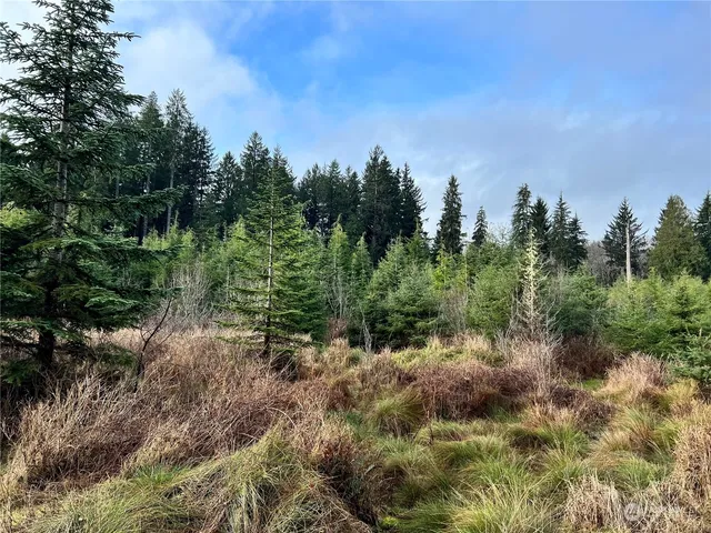 a view of a forest with trees in the background