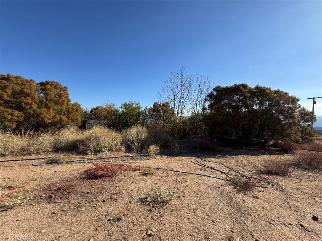 45740 Chapman Road Anza, CA 92539 - Photo 11 of 15 a view of dirt yard with a large tree