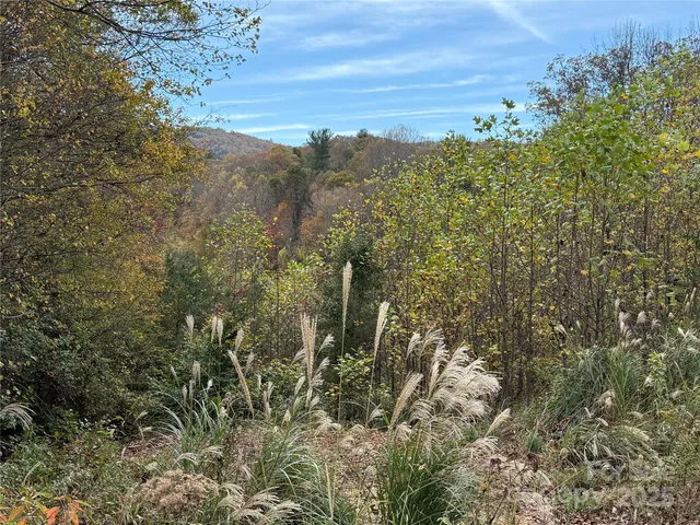 a view of a forest with trees in the background