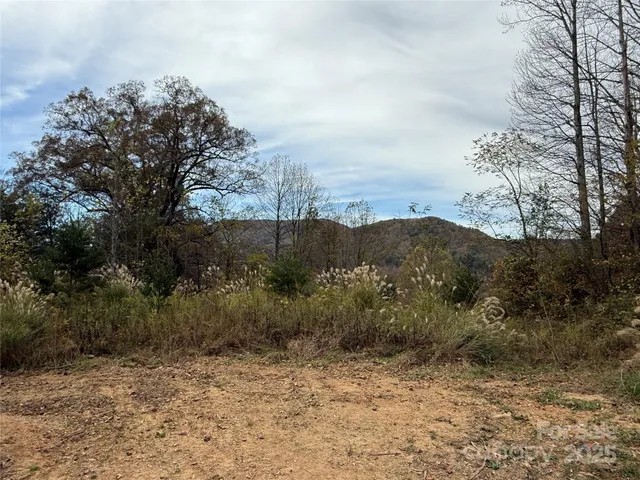 a view of a dry yard with trees