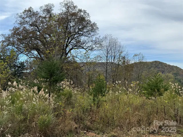 a view of a forest with a tree