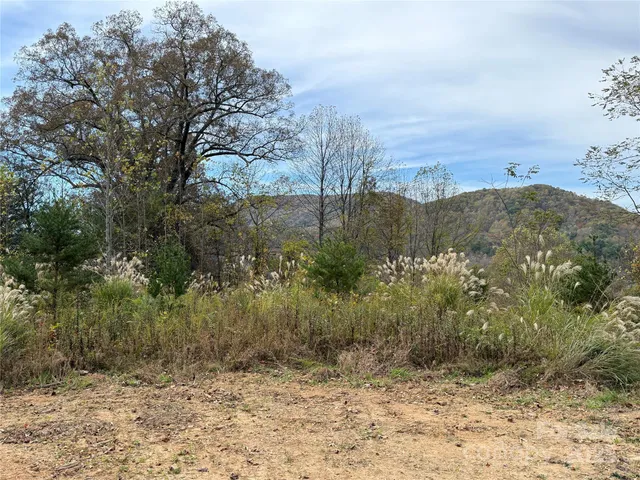 a view of a yard with a tree