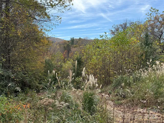 a view of a bunch of trees and bushes