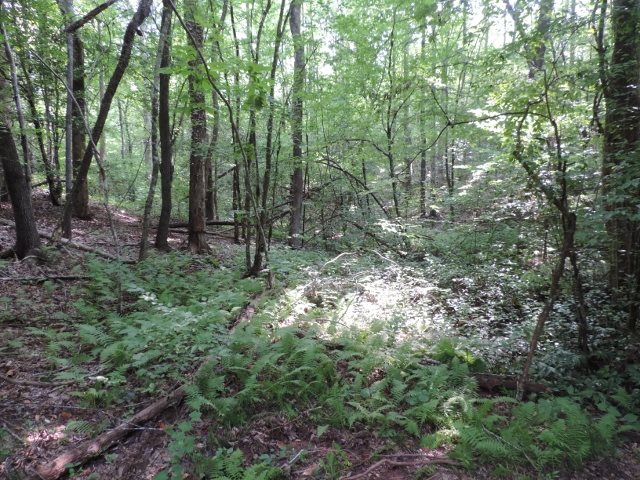 22.26-acres North Little River Road Salem, SC 29676 - Photo 14 of 19 Gallery Image 14