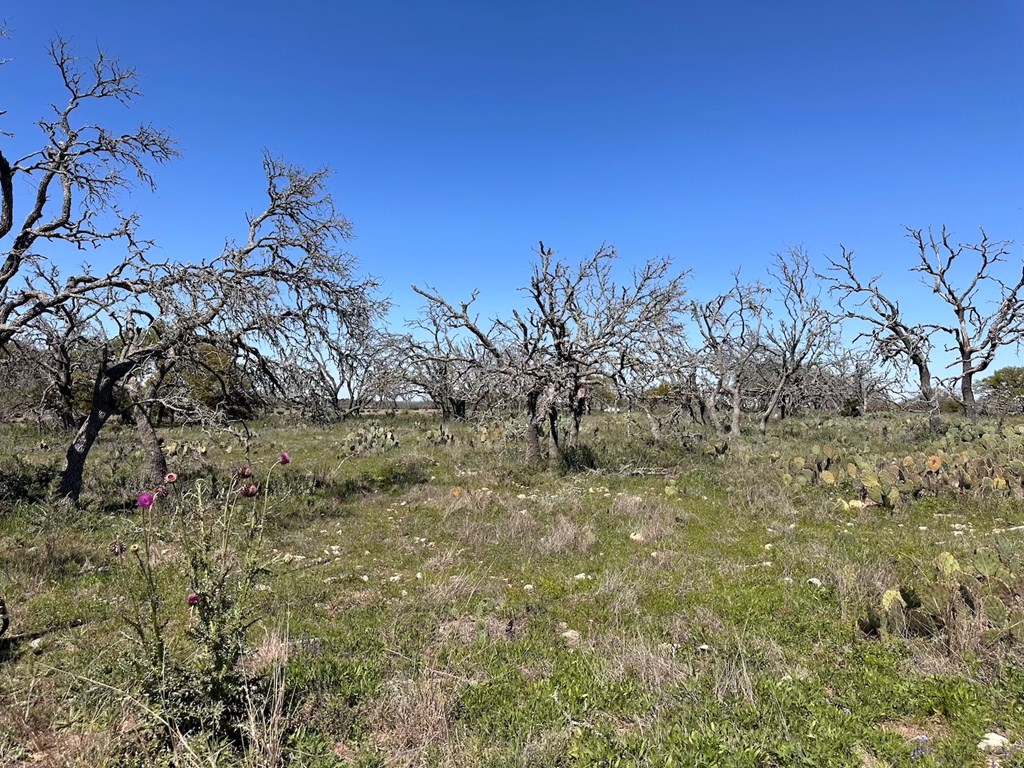 2112 Turkey Ridge Lane Harper, TX 78631 - Photo 11 of 11 a view of a yard with a tree