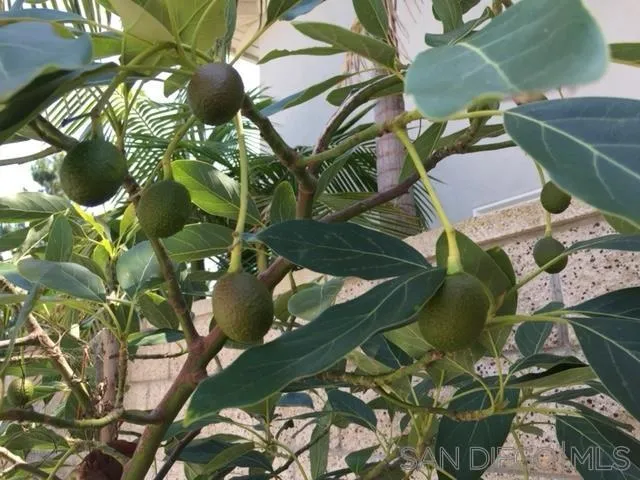 2435 Ridgegate Row La Jolla, CA 92037 - Photo 30 of 30 a close up of a plant in a garden