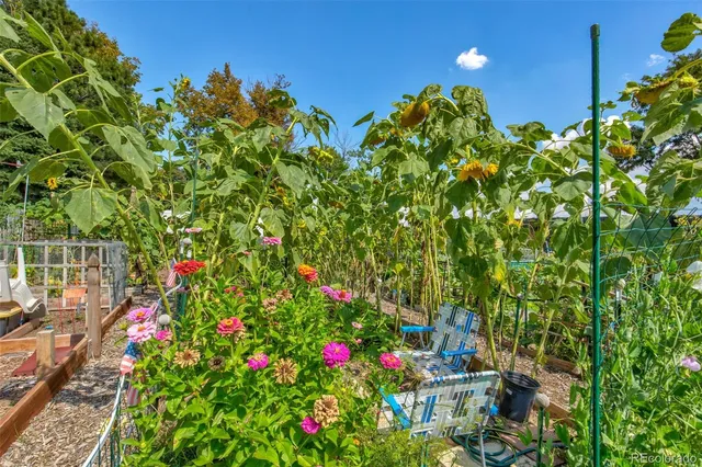 a view of a flower in a garden