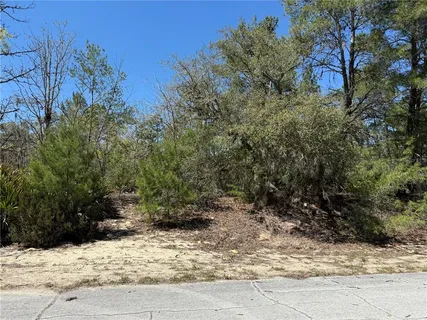 a view of a yard with plants and trees