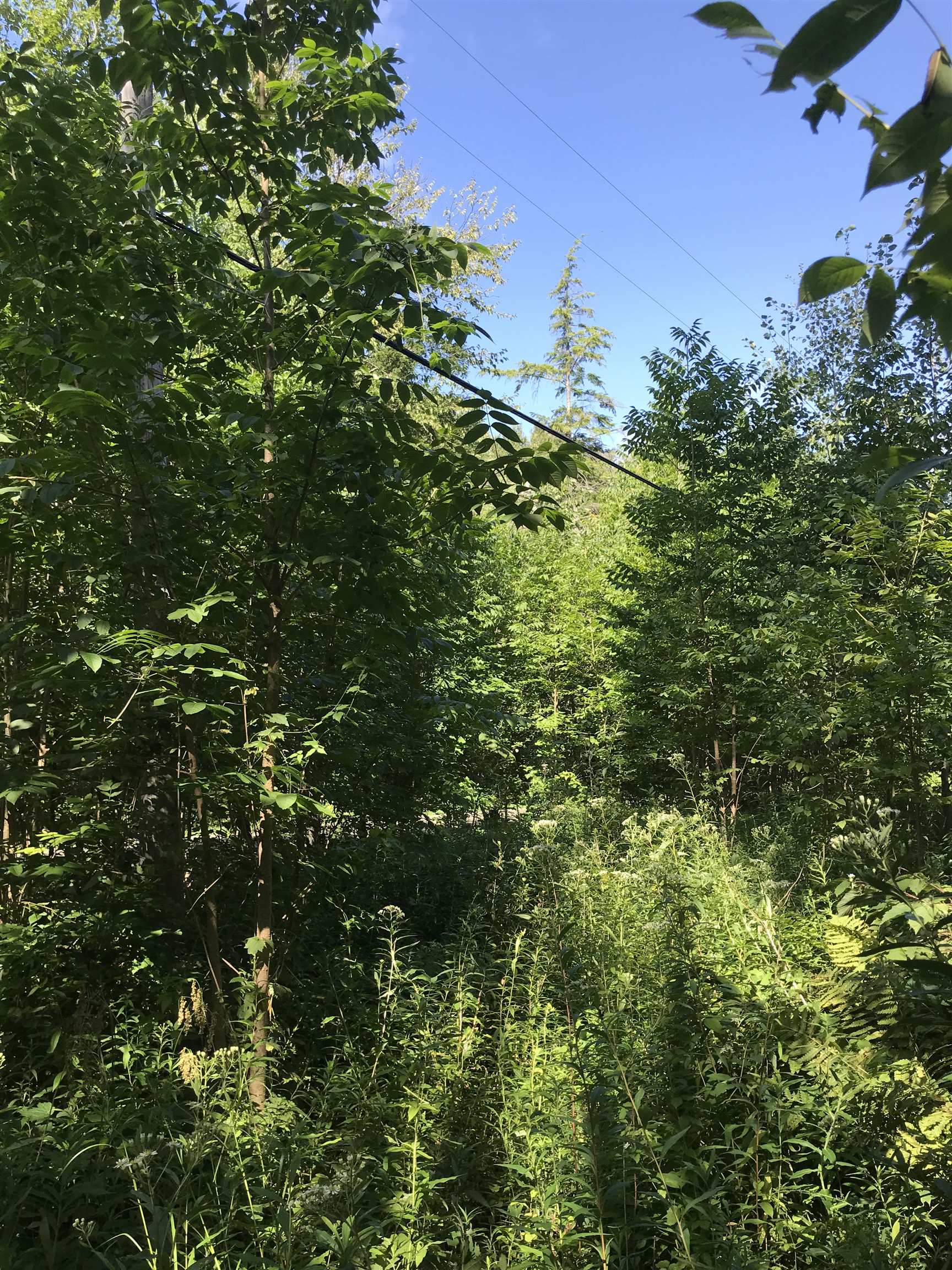 200 Harrington Road Greensboro, VT 05841 - Photo 22 of 28