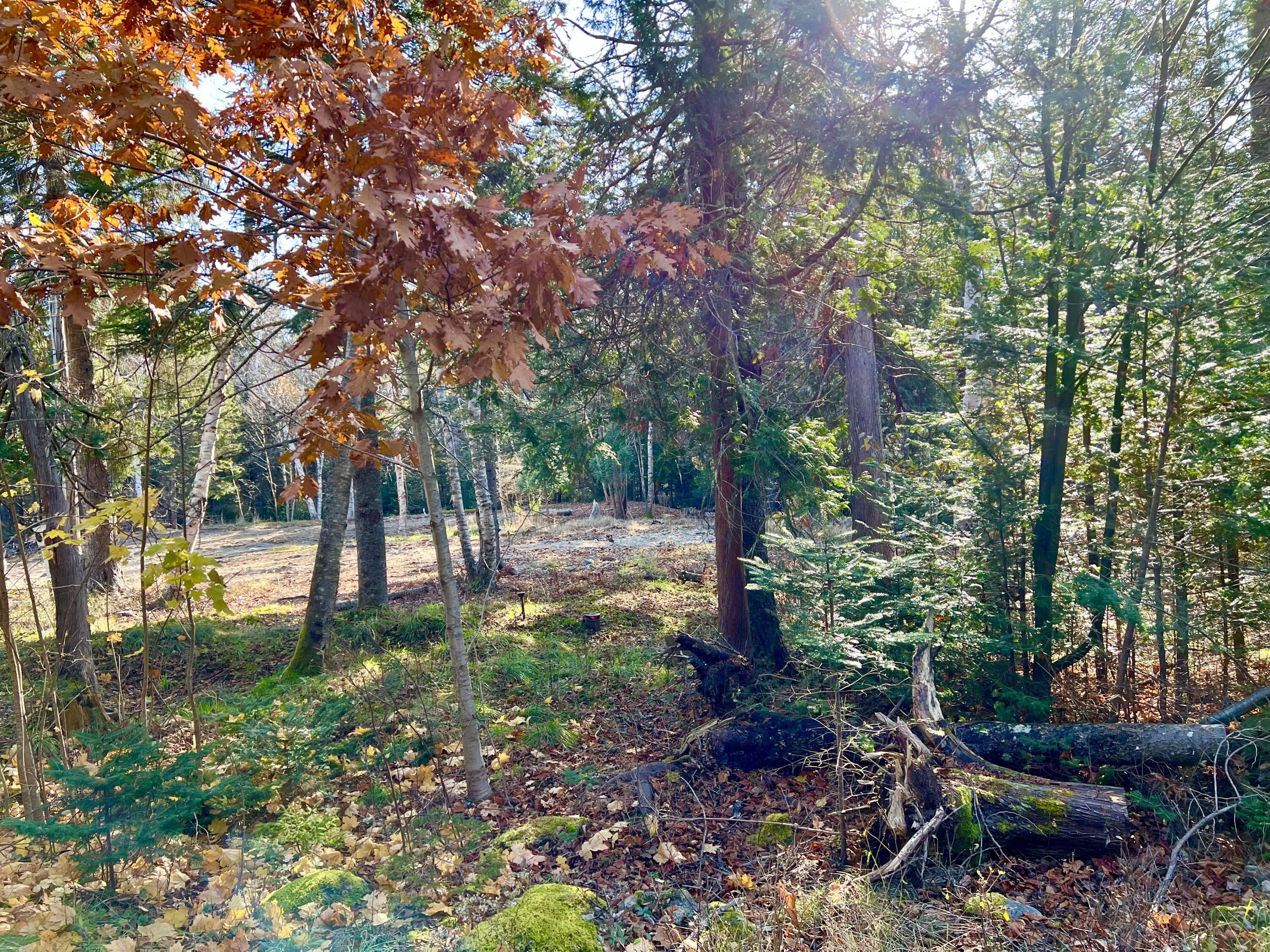 56 Dodge Point Road Tremont, ME 04612 - Photo 14 of 26 Land