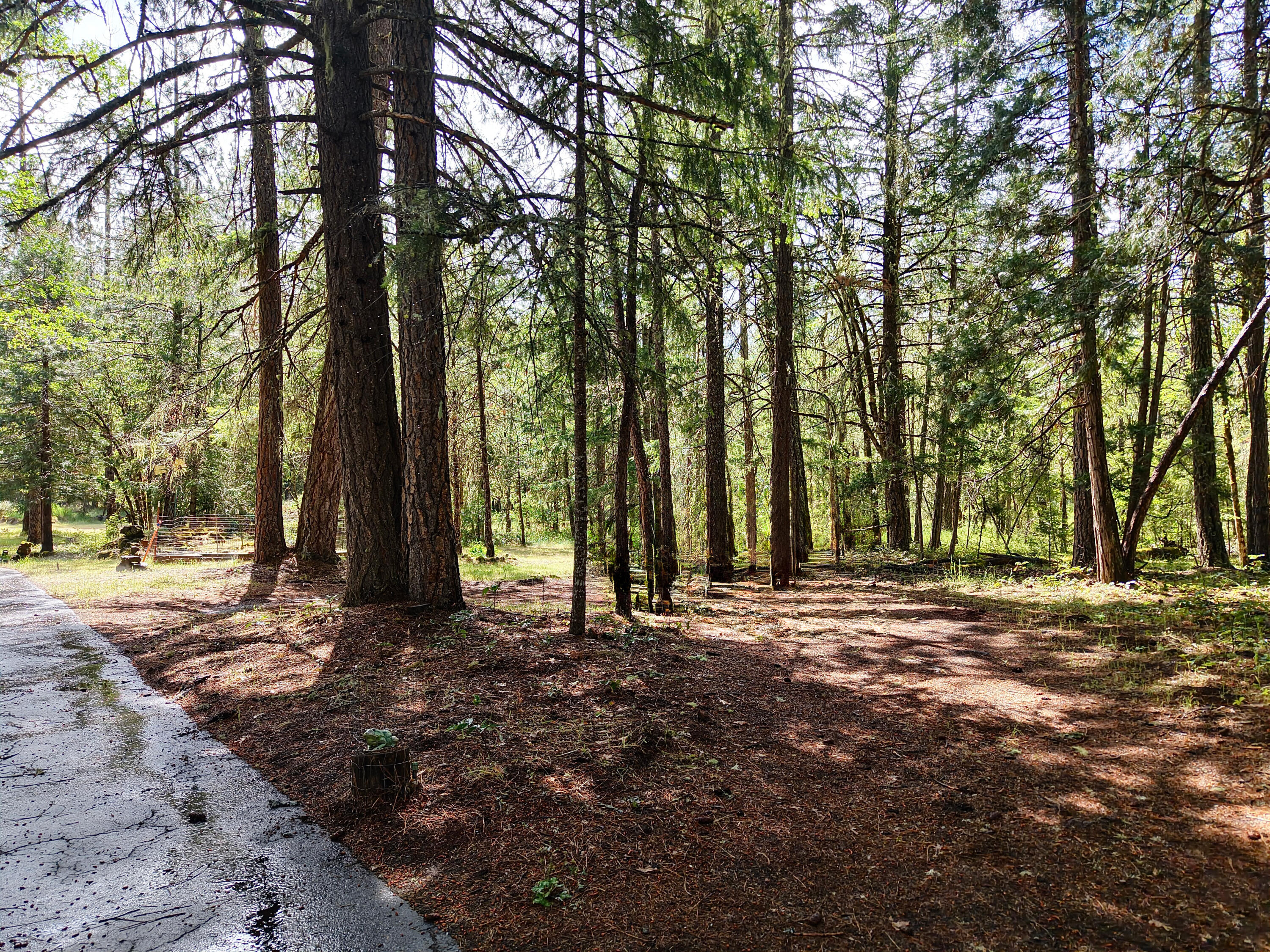 42256 Highway 62 Prospect, OR 97536 - Photo 41 of 48 a backyard of a house with lots of green space