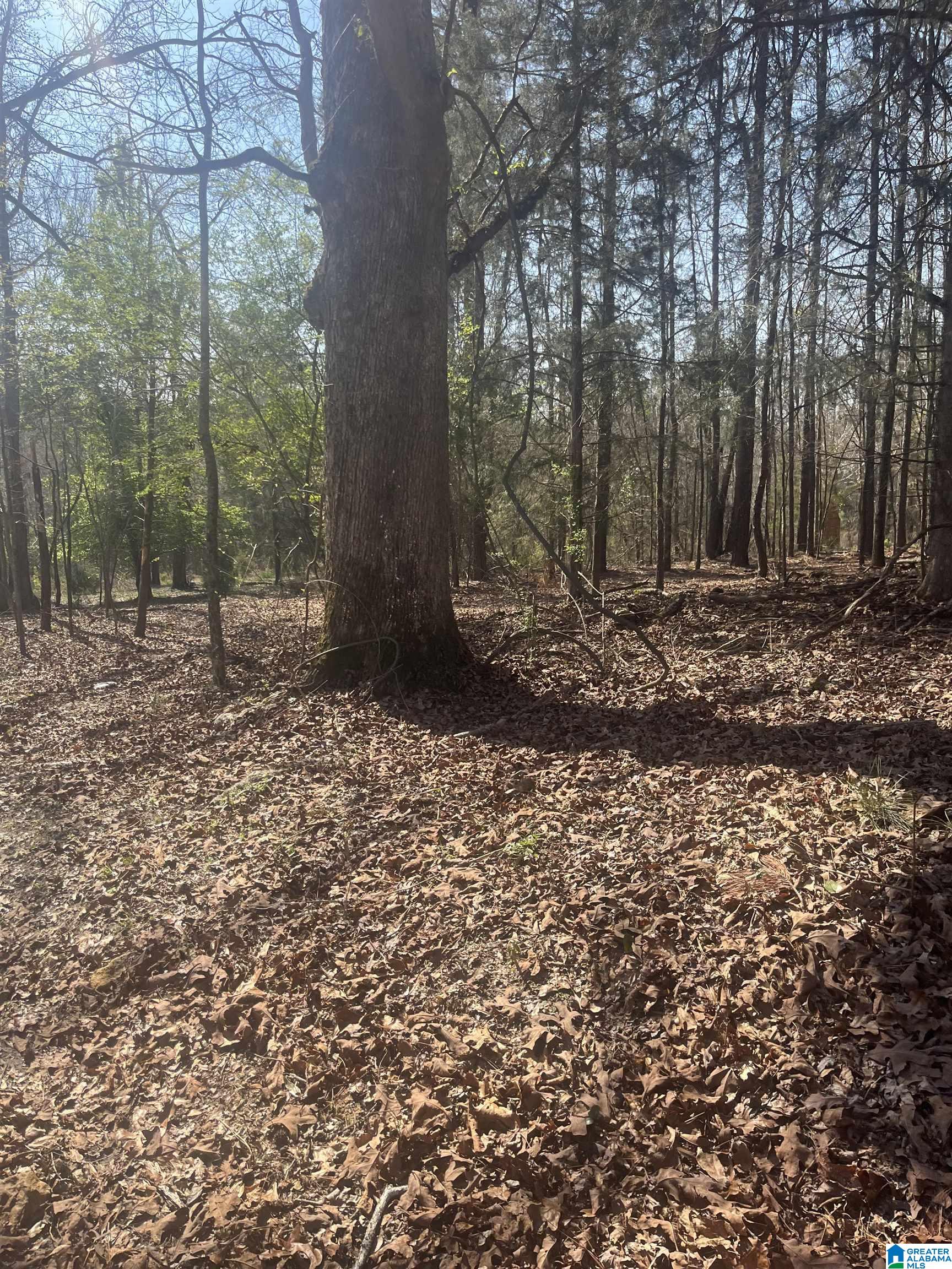0 Crystal Lake Road West Blocton, AL 35184 - Photo 2 of 16