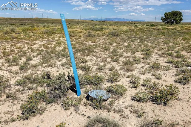 a close up of a plant