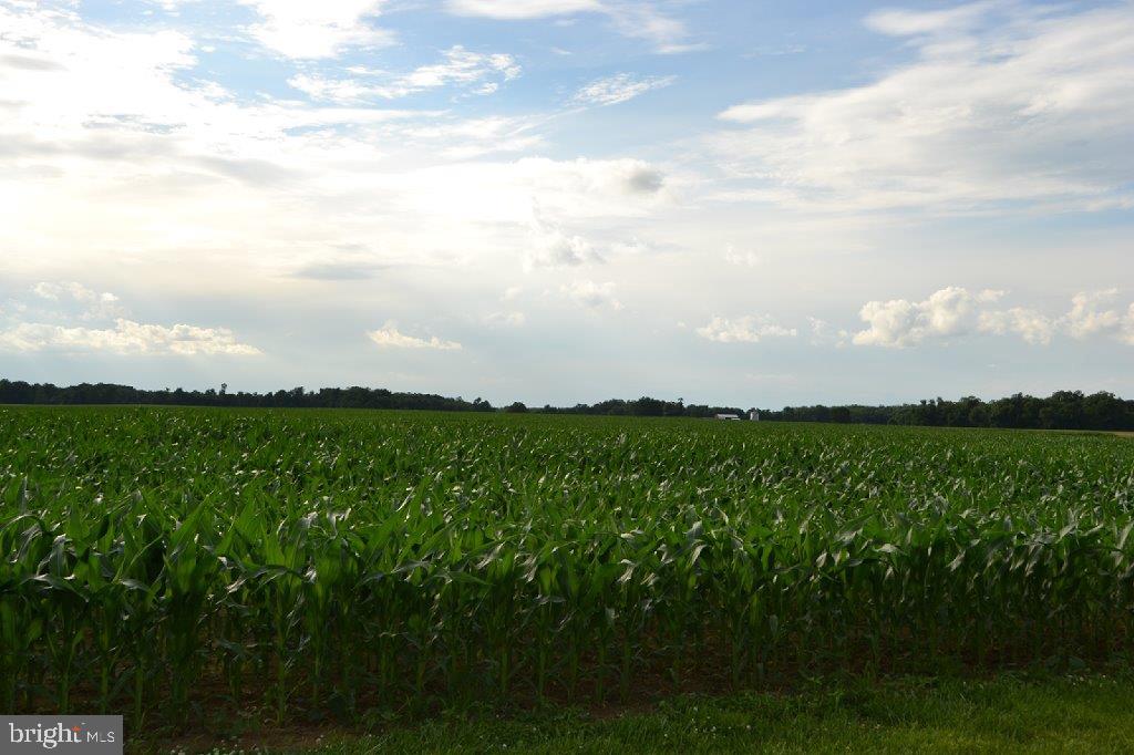 661 Stemmers Run Road Earleville, MD 21919 - Photo 36 of 42 Neighboring Farmland
