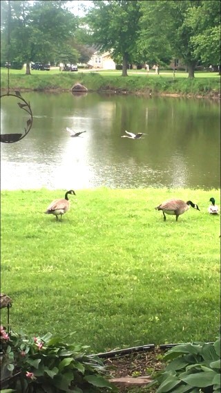 1463 Elder Drive Aurora, IL 60506 - Photo 29 of 32 a view of a lake view