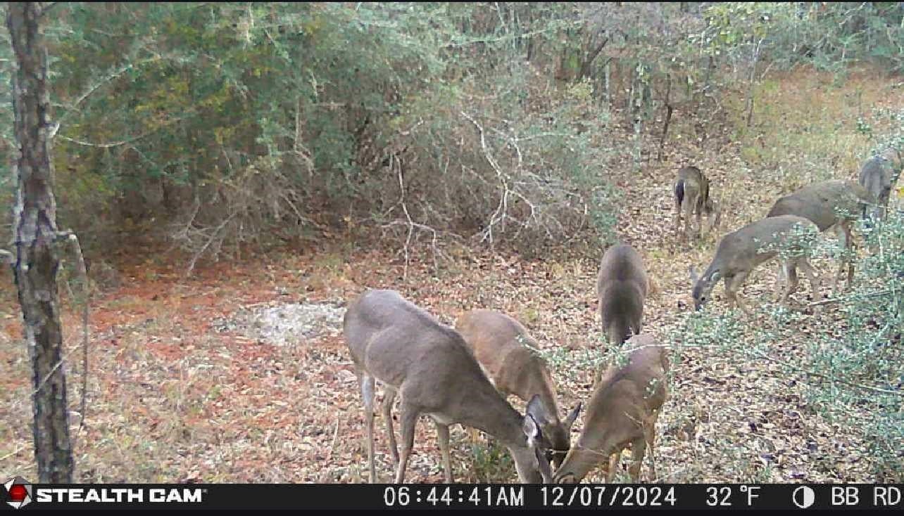 0 Bass Bridge Road Andalusia, AL 36420 - Photo 2 of 15 Gallery Image 2