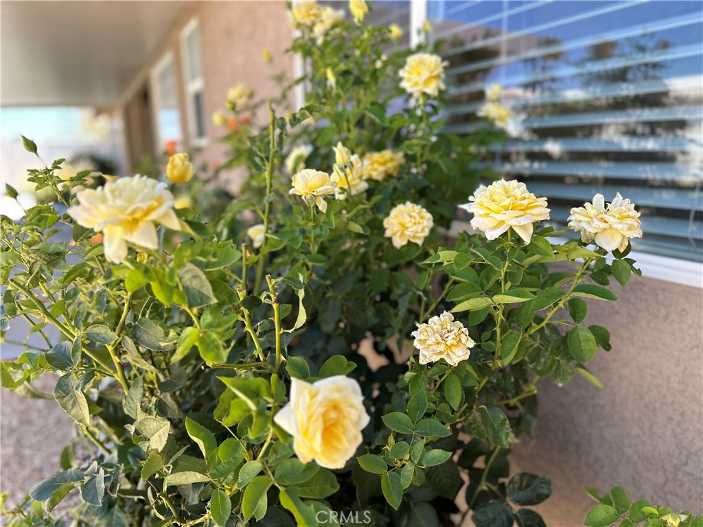 17367 Central Road Apple Valley, CA 92307 - Photo 49 of 61 a plant