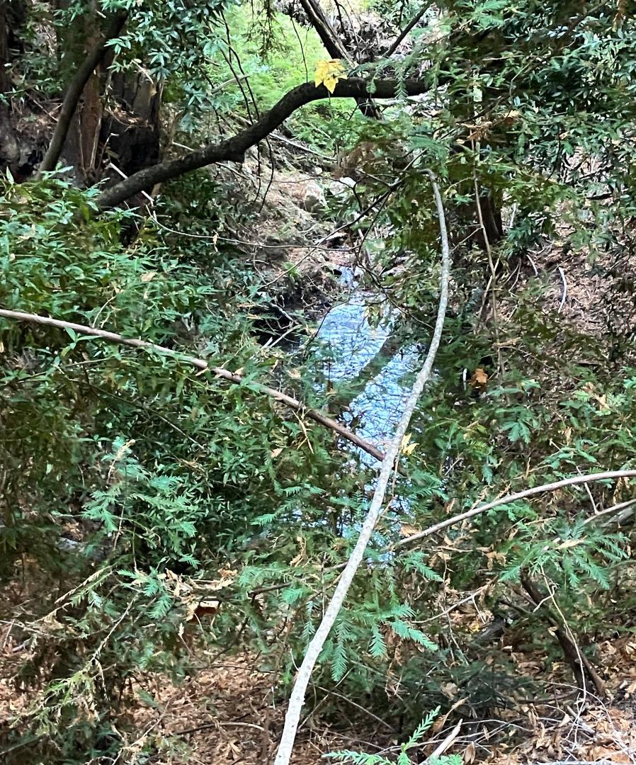 0 Old Logging Road Los Gatos, CA 95033 - Photo 6 of 14 a view of a tree