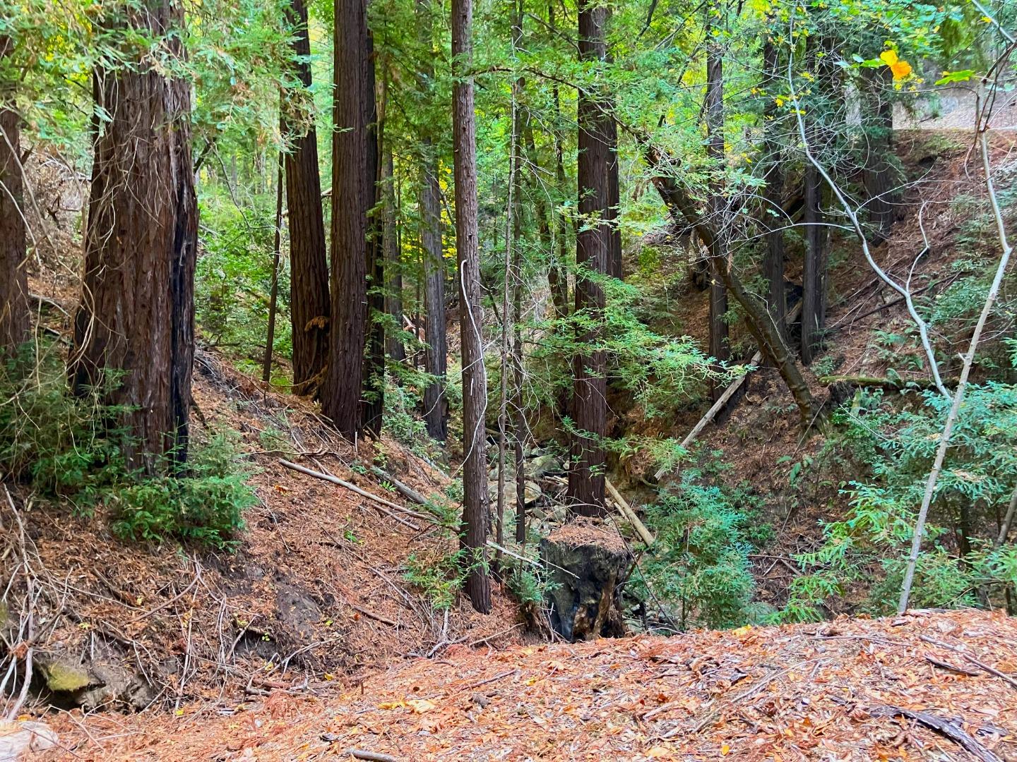0 Old Logging Road Los Gatos, CA 95033 - Photo 9 of 14 a view of a forest with large trees