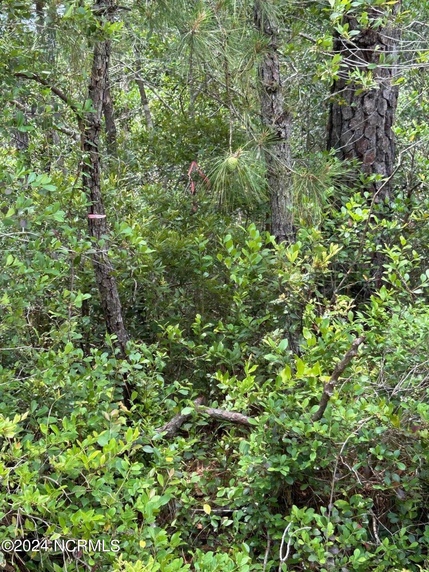 1695 Beech Road Southport, NC 28461 - Photo 4 of 4 Beech 5 last lot