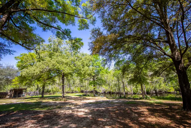 a view of a yard with trees