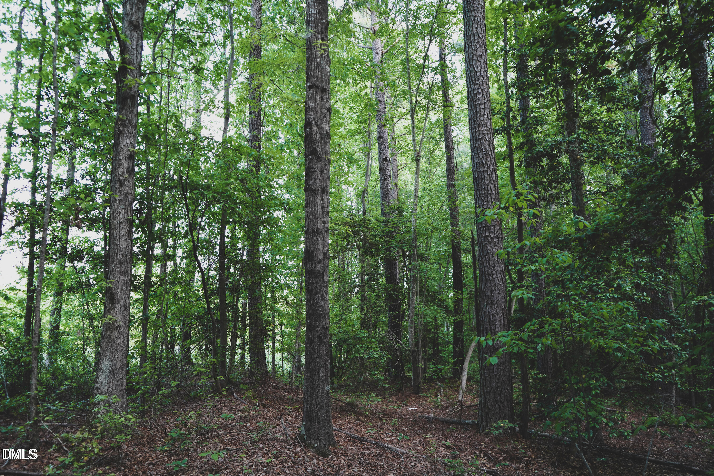 Lot 1 Arthur Wilder Rd Spring Spring Hope, NC 27882 - Photo 3 of 4 a view of a forest that has large trees