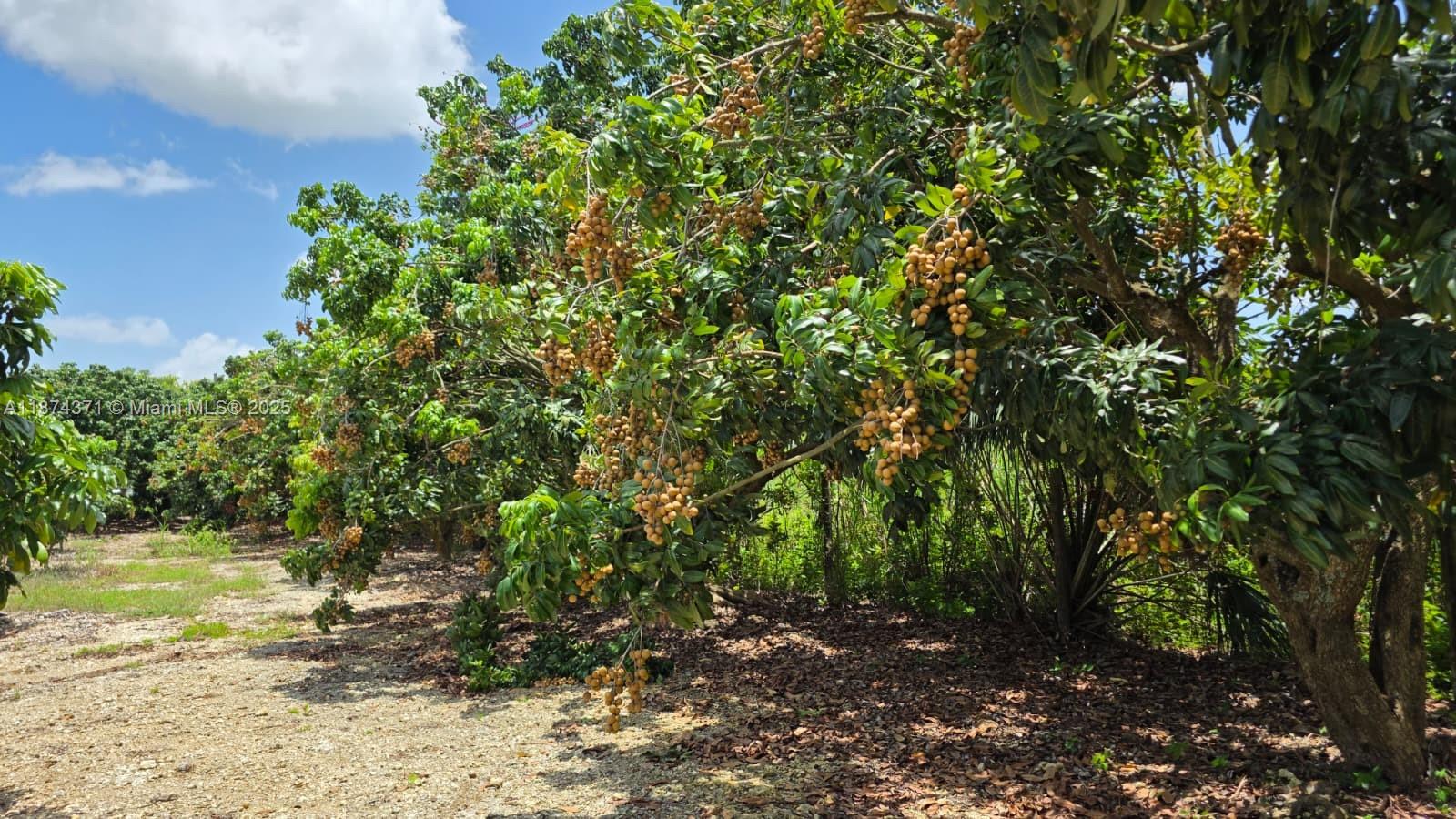 20970 Southwest 296th Street Homestead, FL 33030 - Photo 11 of 14 a view of a lake with a tree