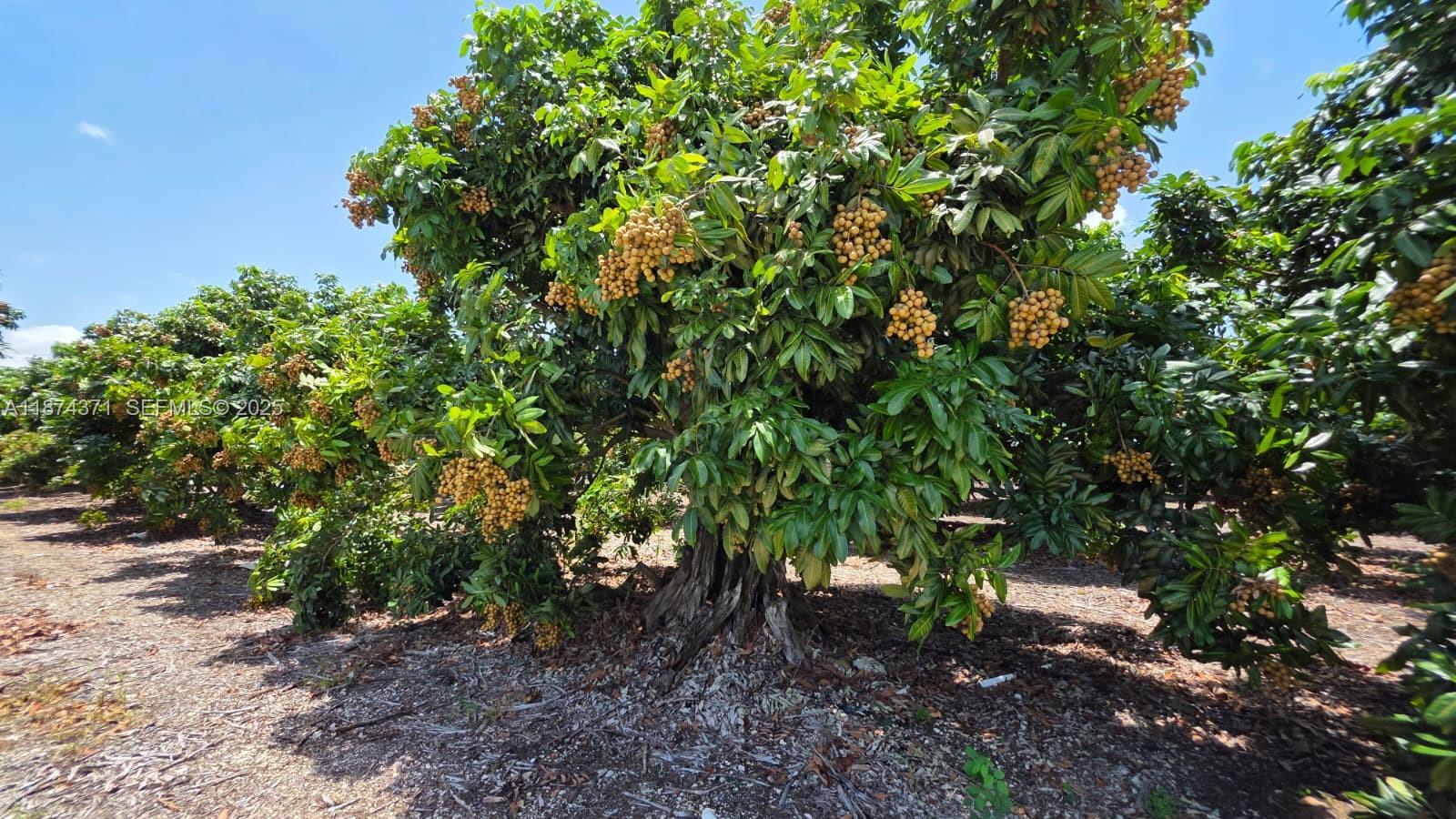 20970 Southwest 296th Street Homestead, FL 33030 - Photo 12 of 14 a view of a tree in a yard