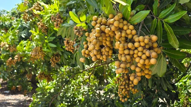 a backyard of a house