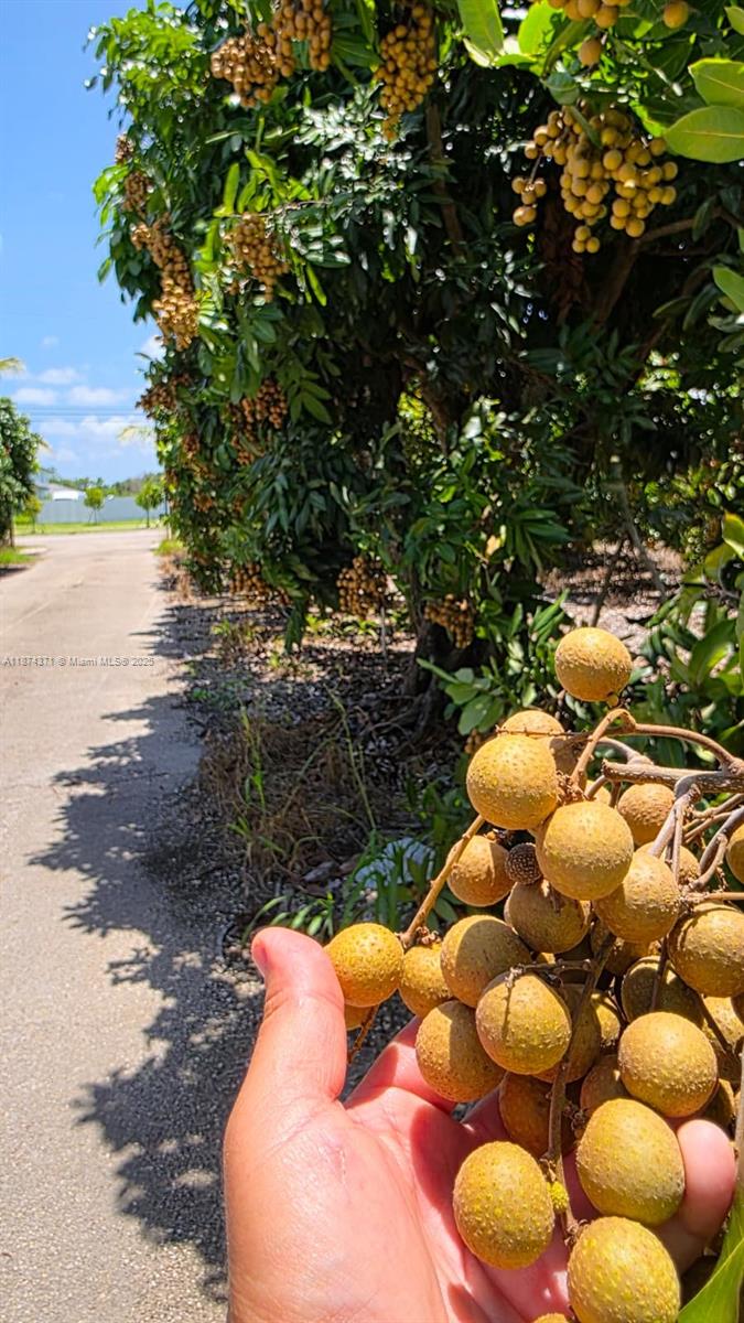 20970 Southwest 296th Street Homestead, FL 33030 - Photo 14 of 14 a view of an outdoor space and yard