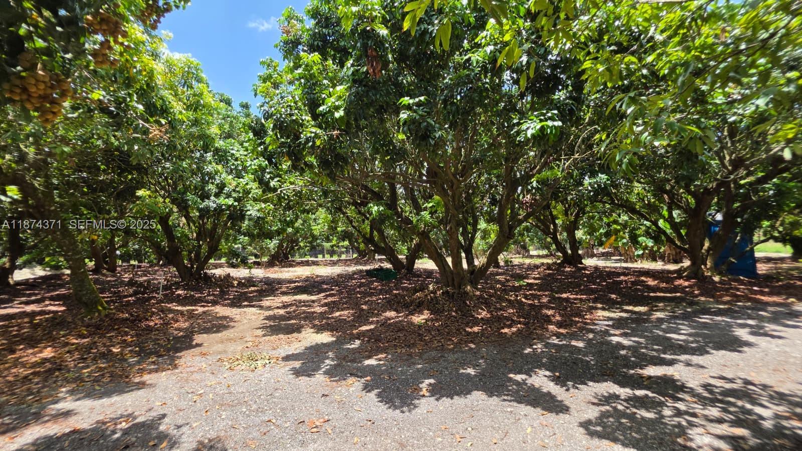 20970 Southwest 296th Street Homestead, FL 33030 - Photo 8 of 14 a view of a tree
