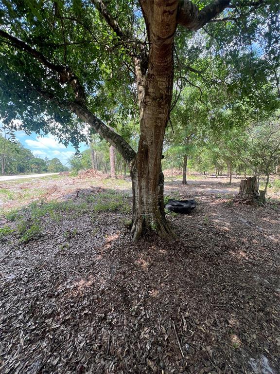 681 N Perimeter Road Clewiston, FL 33440 - Photo 3 of 5 a view of a tree in the middle of a yard