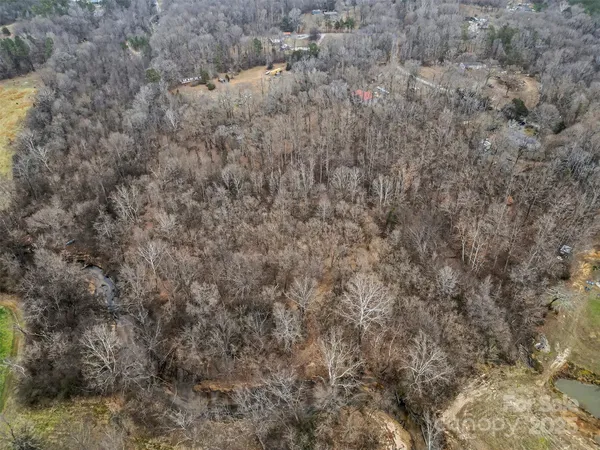 a close up of a tree in a yard