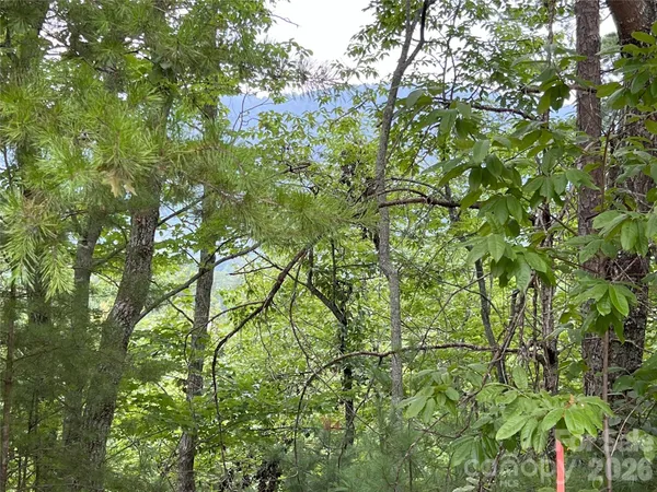 a view of a tree