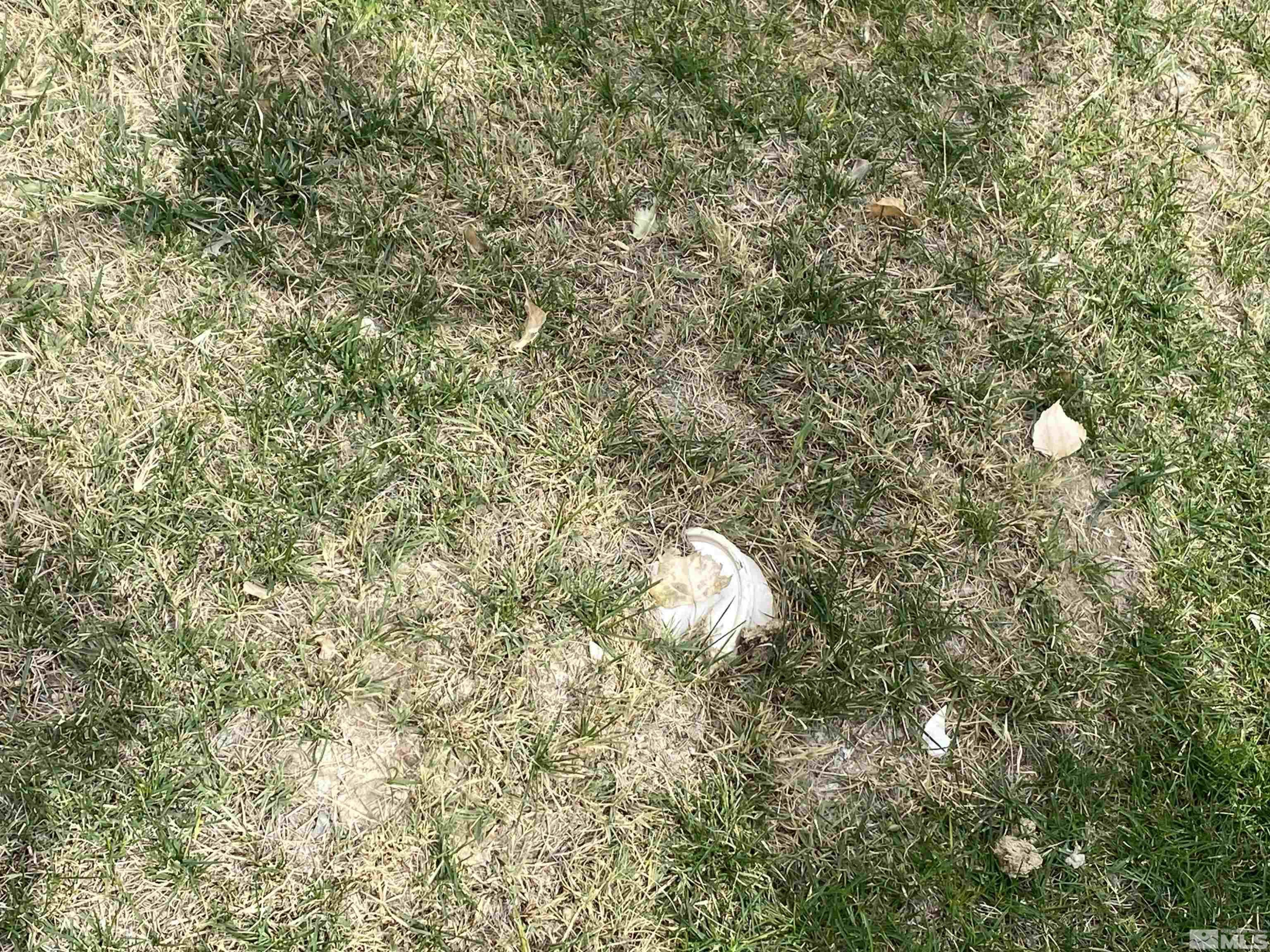 451 Manley Ranch Road Round Mountain, NV 89045 - Photo 25 of 40 a view of a tree with a tree in back