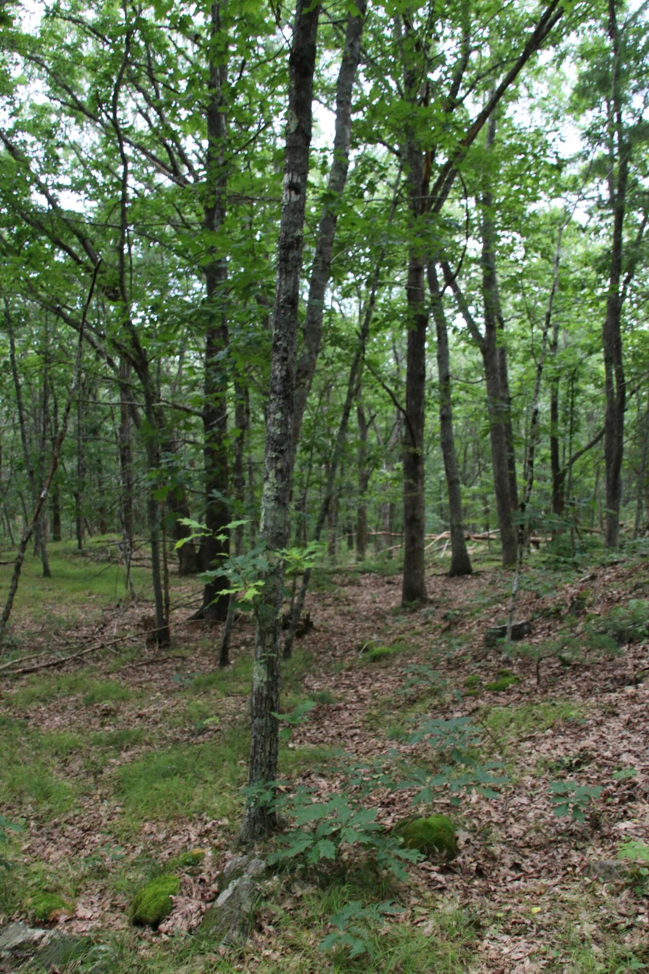 31 Rumsey Road York, ME 03909 - Photo 10 of 15 Land.8