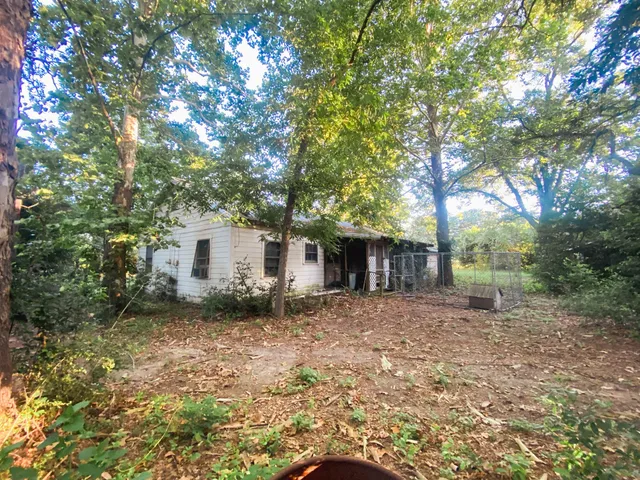 a tall tree in middle of the forest