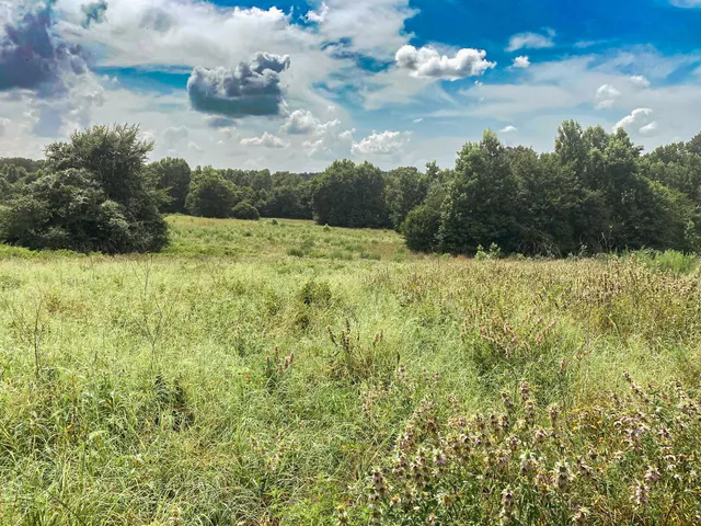 a view of a field with an trees in the background