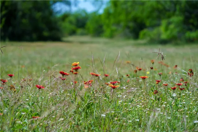 a view of a lush green space