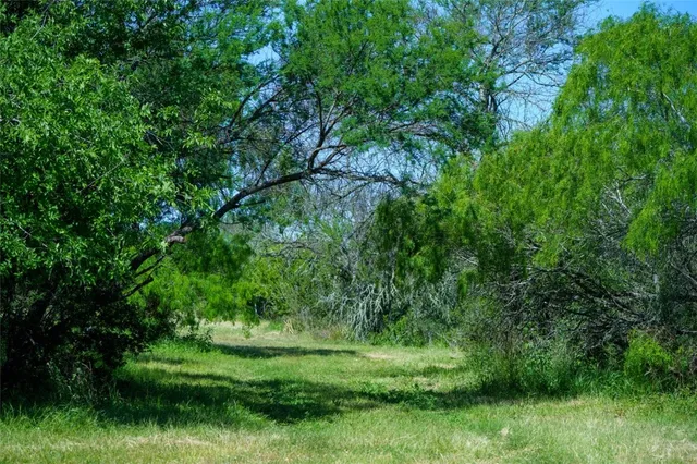 a view of a lush green forest