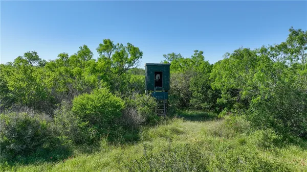 a view of a lush green space