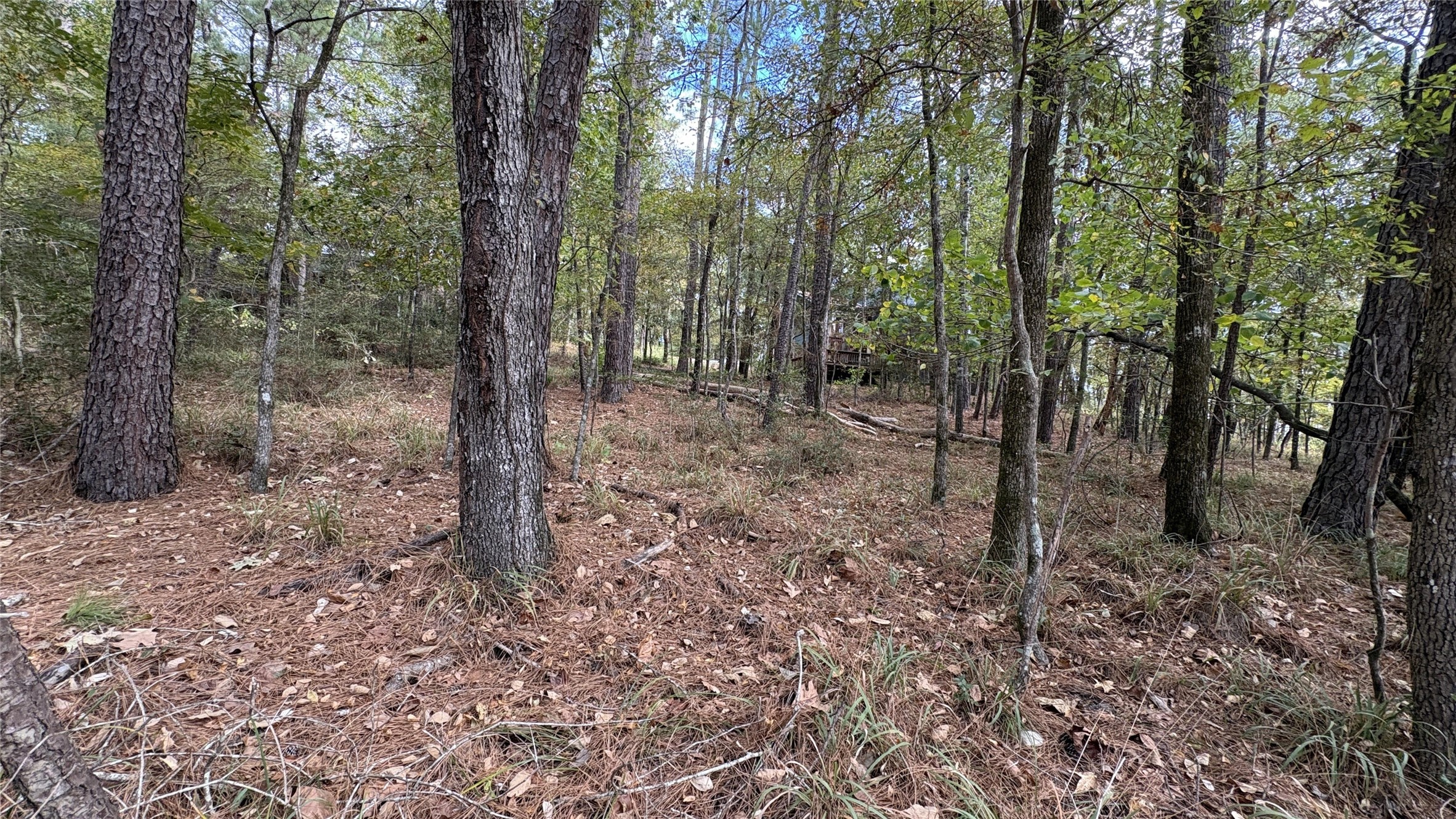 103 Green Tree Drive Coldspring, TX 77331 - Photo 2 of 12 a view of a forest with trees in the background