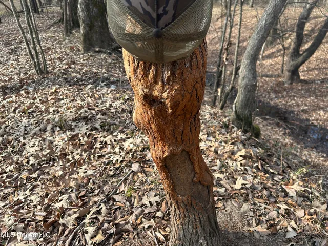 $949,900 | 278 Hwy Marks Ms 38646, Marks, MS 38646