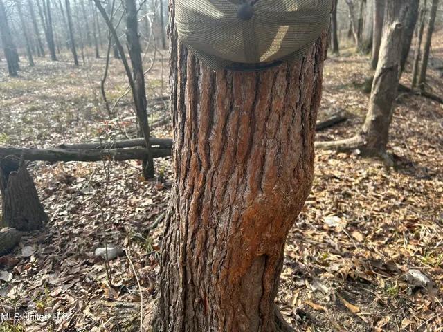 $949,900 | 278 Hwy Marks Ms 38646, Marks, MS 38646