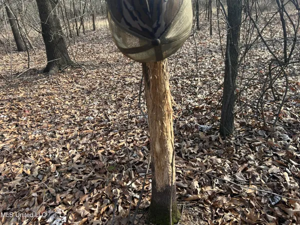 $949,900 | 278 Hwy Marks Ms 38646, Marks, MS 38646