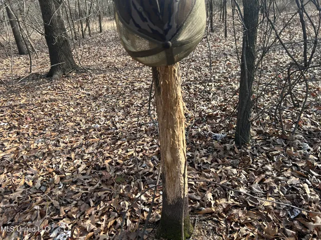 $949,900 | 278 Hwy Marks Ms 38646, Marks, MS 38646