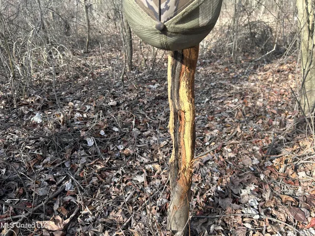 $949,900 | 278 Hwy Marks Ms 38646, Marks, MS 38646