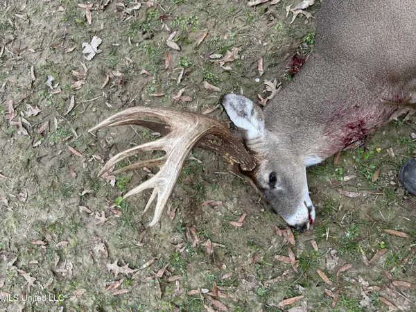 $949,900 | 278 Hwy Marks Ms 38646, Marks, MS 38646