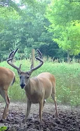 $949,900 | 278 Hwy Marks Ms 38646, Marks, MS 38646